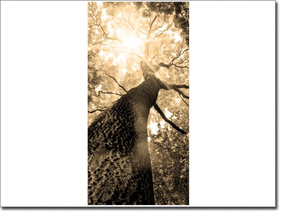 Preview: Türbild Baum Preview: Türbild Baum