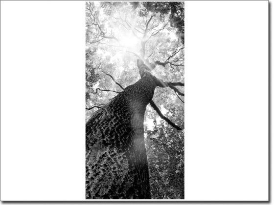 Preview: Türbild Baum Preview: Türbild Baum