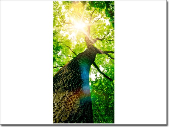 Preview: Türbild Baum Preview: Türbild Baum